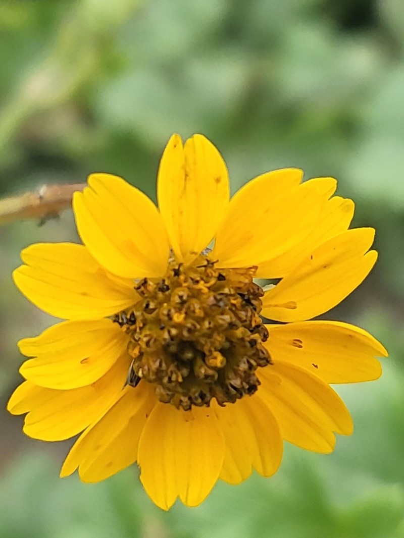 Chrysanthellum pilzii photo 3