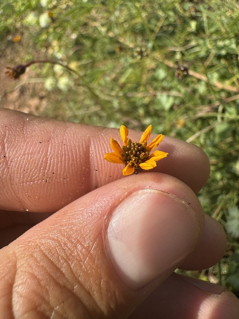 Chrysanthellum pilzii photo 4