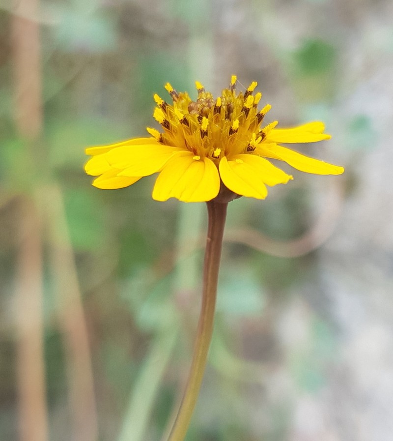 Chrysanthellum pilzii photo 5