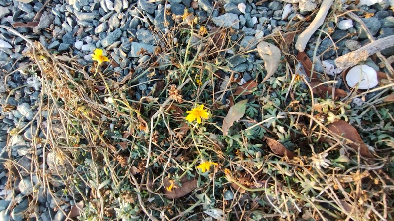 Chrysanthellum pilzii photo 6