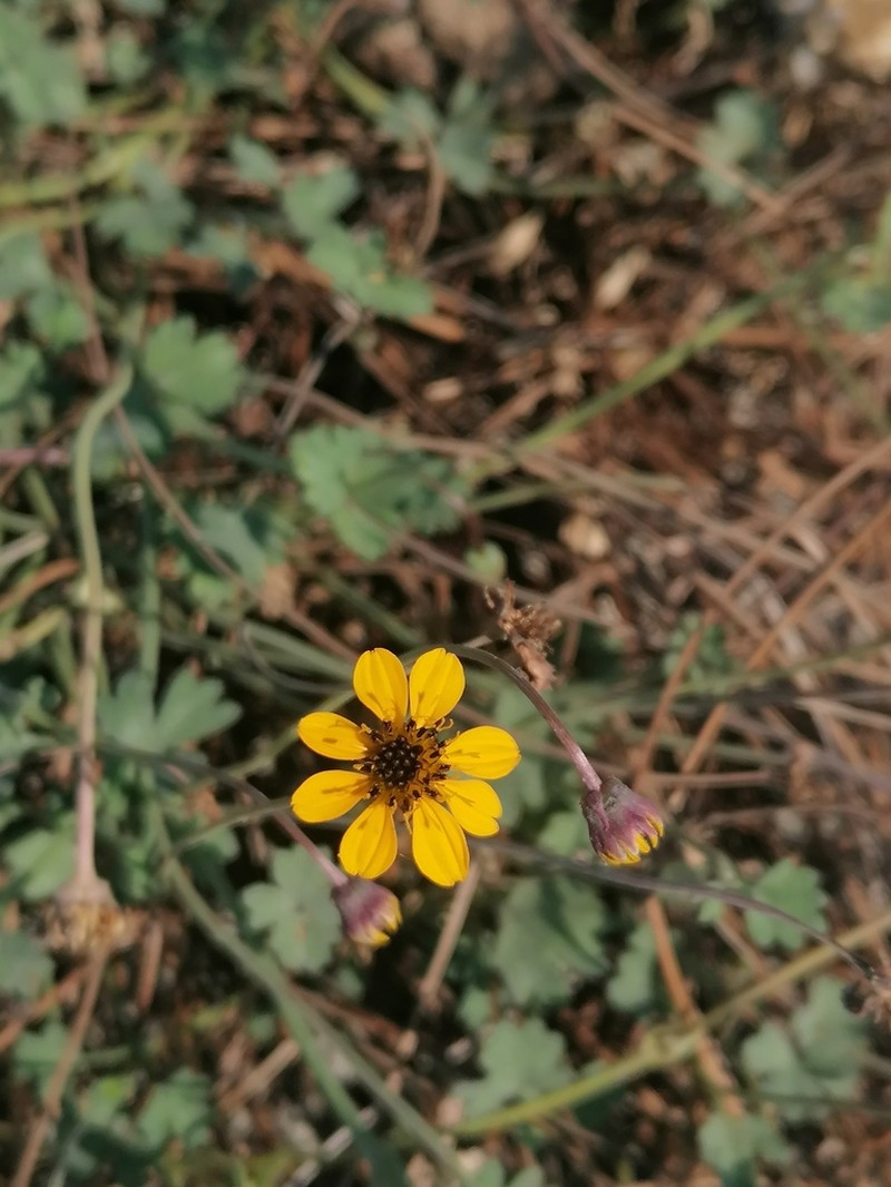 Chrysanthellum pilzii photo 8
