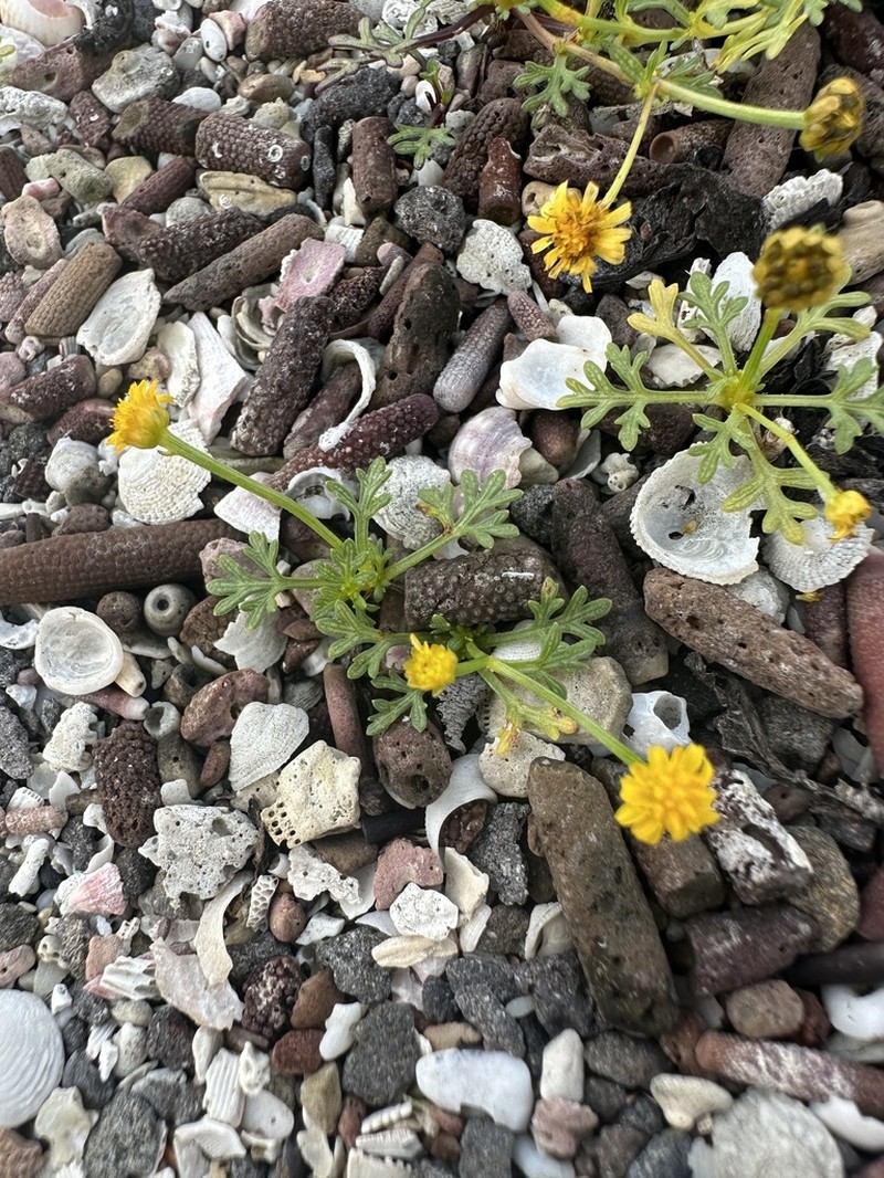 Chrysanthellum pusillum