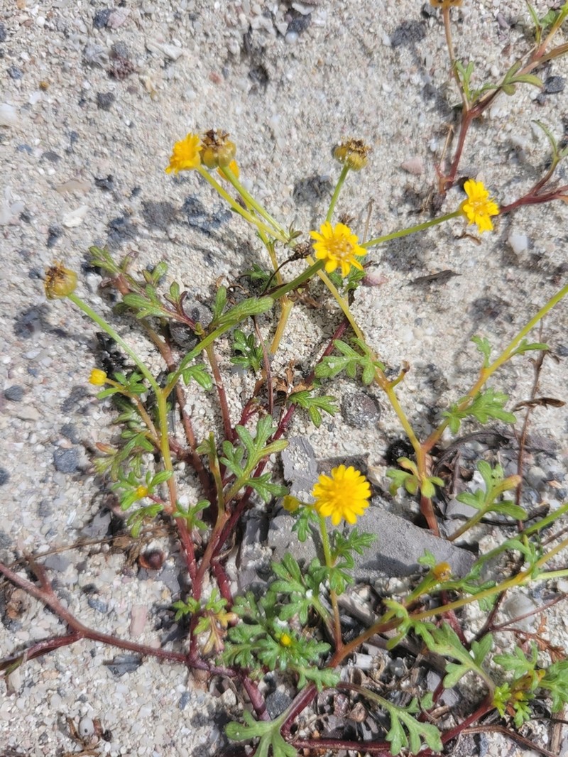 Chrysanthellum pusillum photo 2