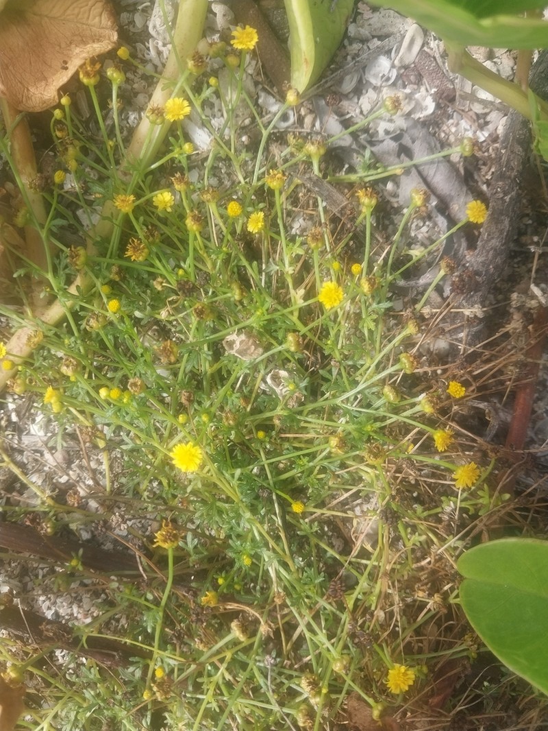 Chrysanthellum pusillum photo 3