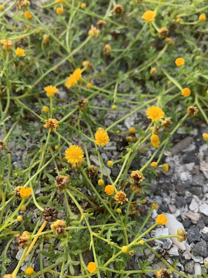 Chrysanthellum pusillum photo 4