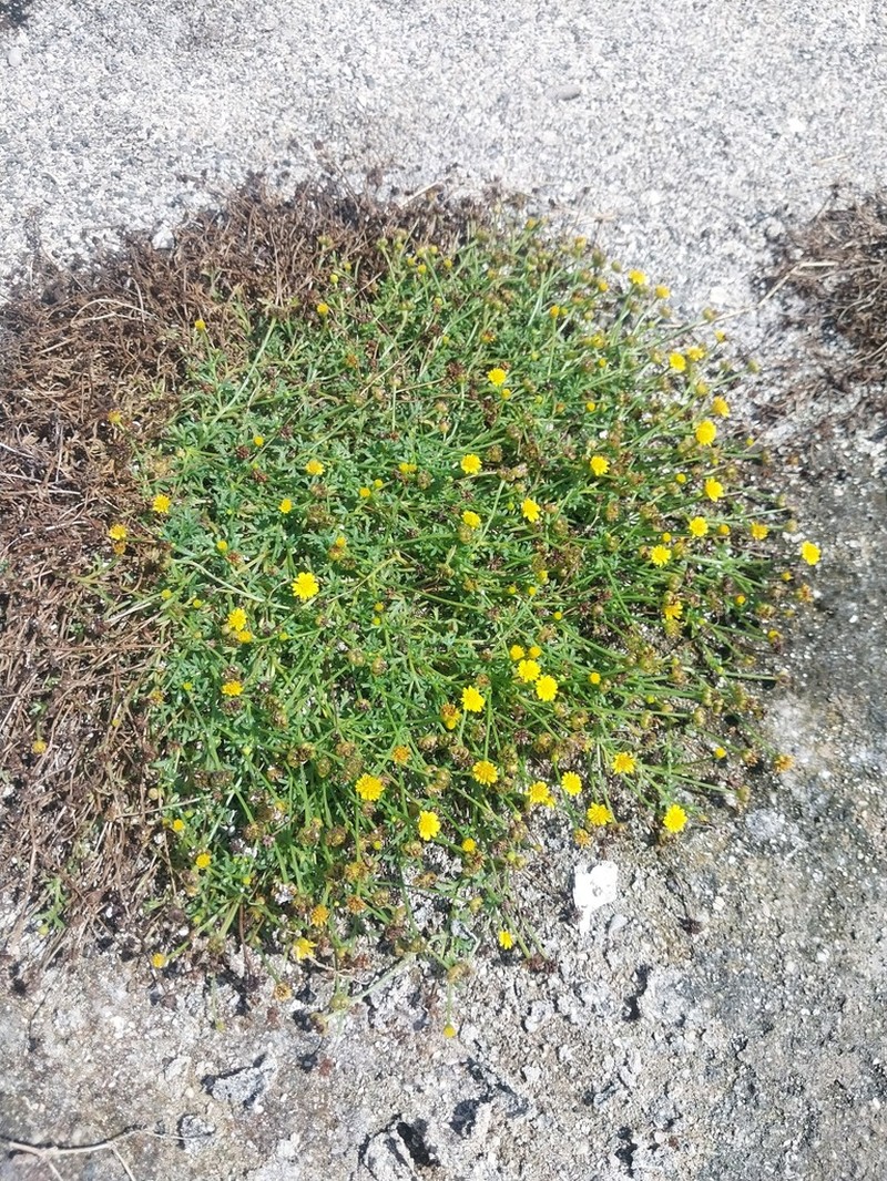 Chrysanthellum pusillum photo 6