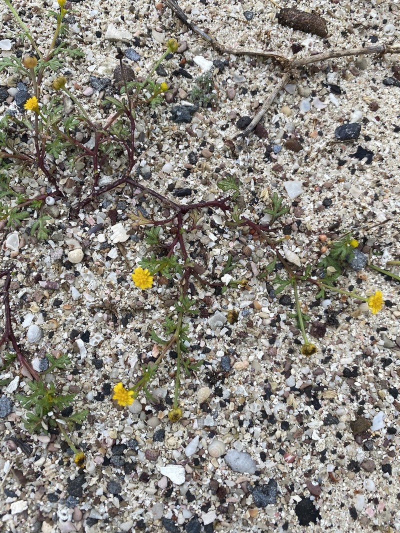 Chrysanthellum pusillum photo 7
