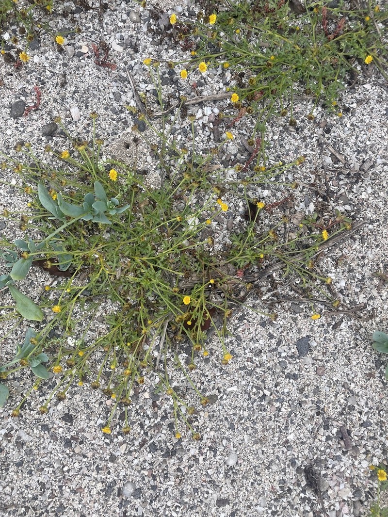 Chrysanthellum pusillum photo 8