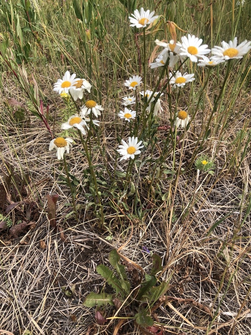 Arctic Daisy