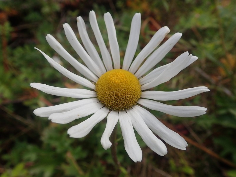 Arctic Daisy photo 2