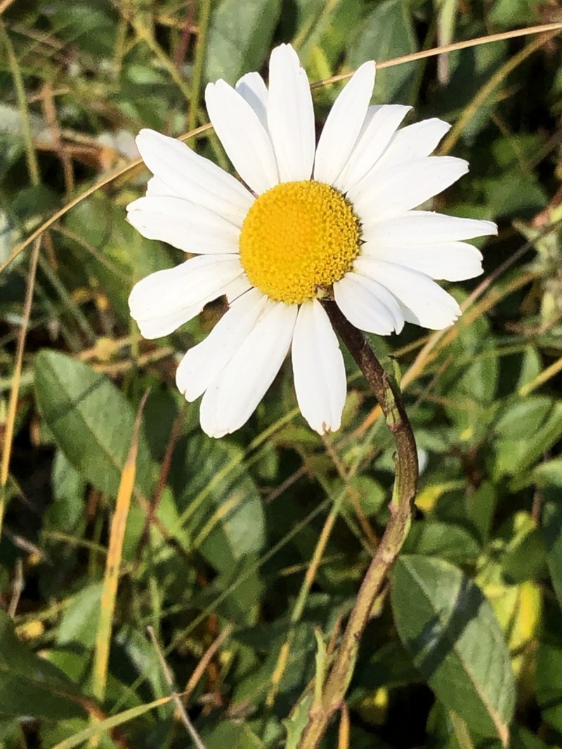 Arctic Daisy photo 3