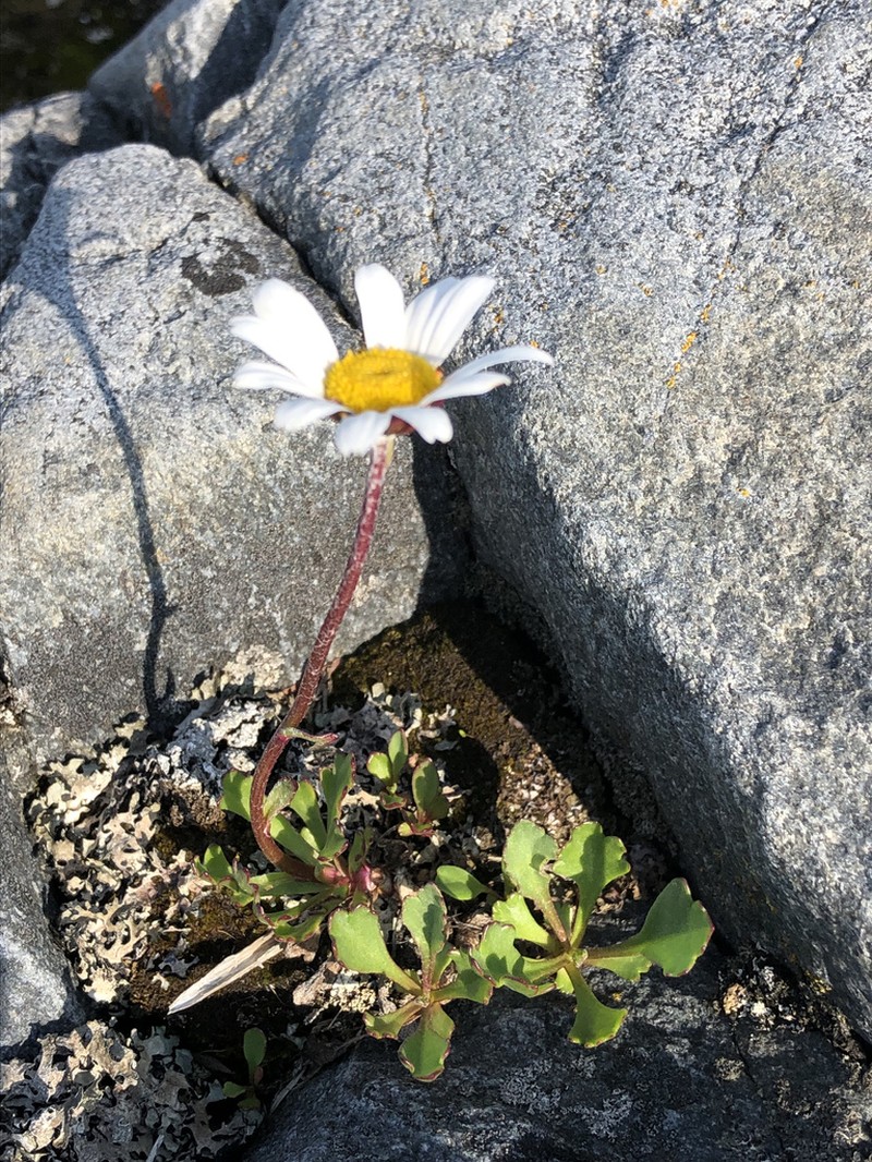 Arctic Daisy photo 4