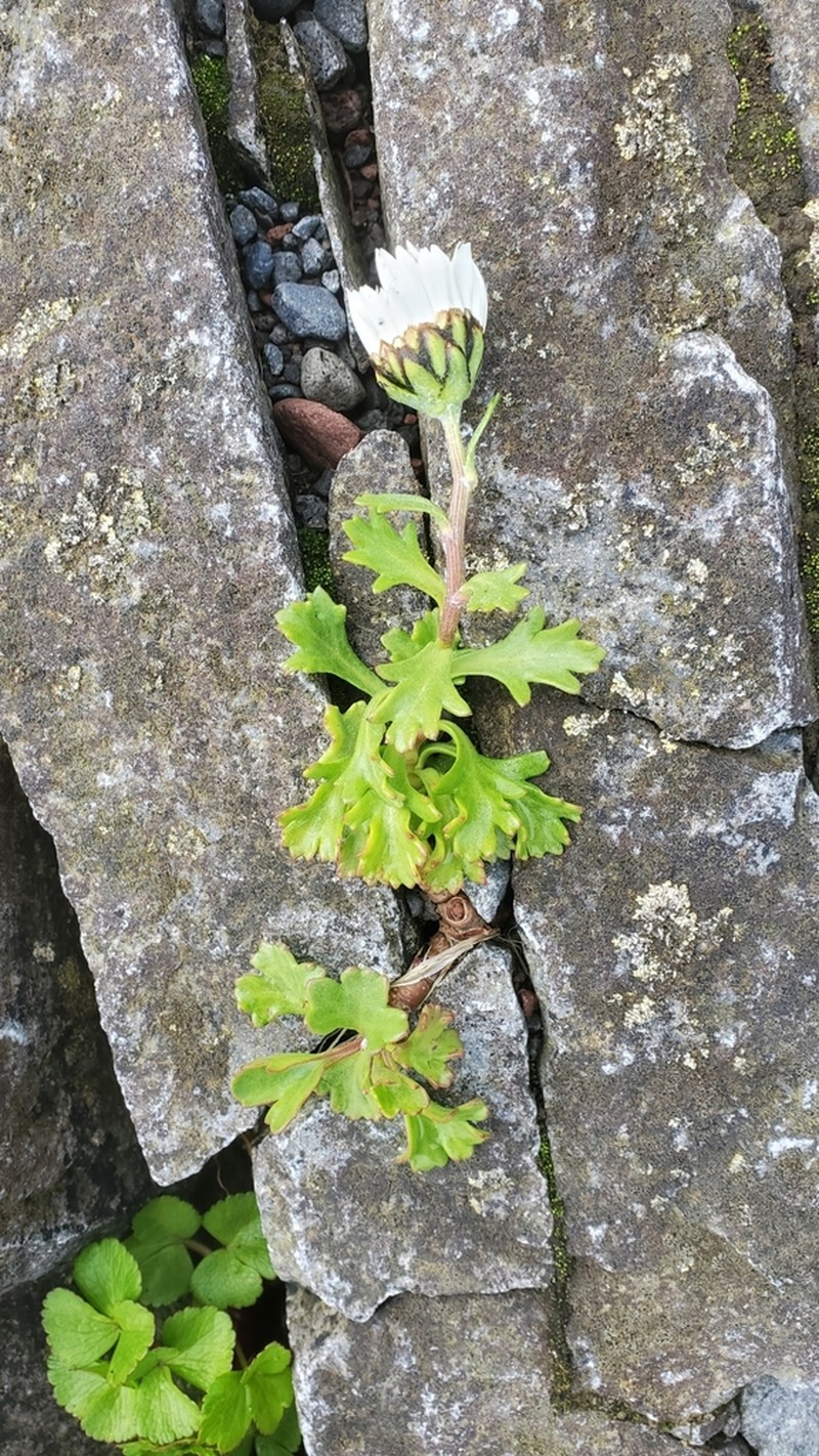 Arctic Daisy photo 5