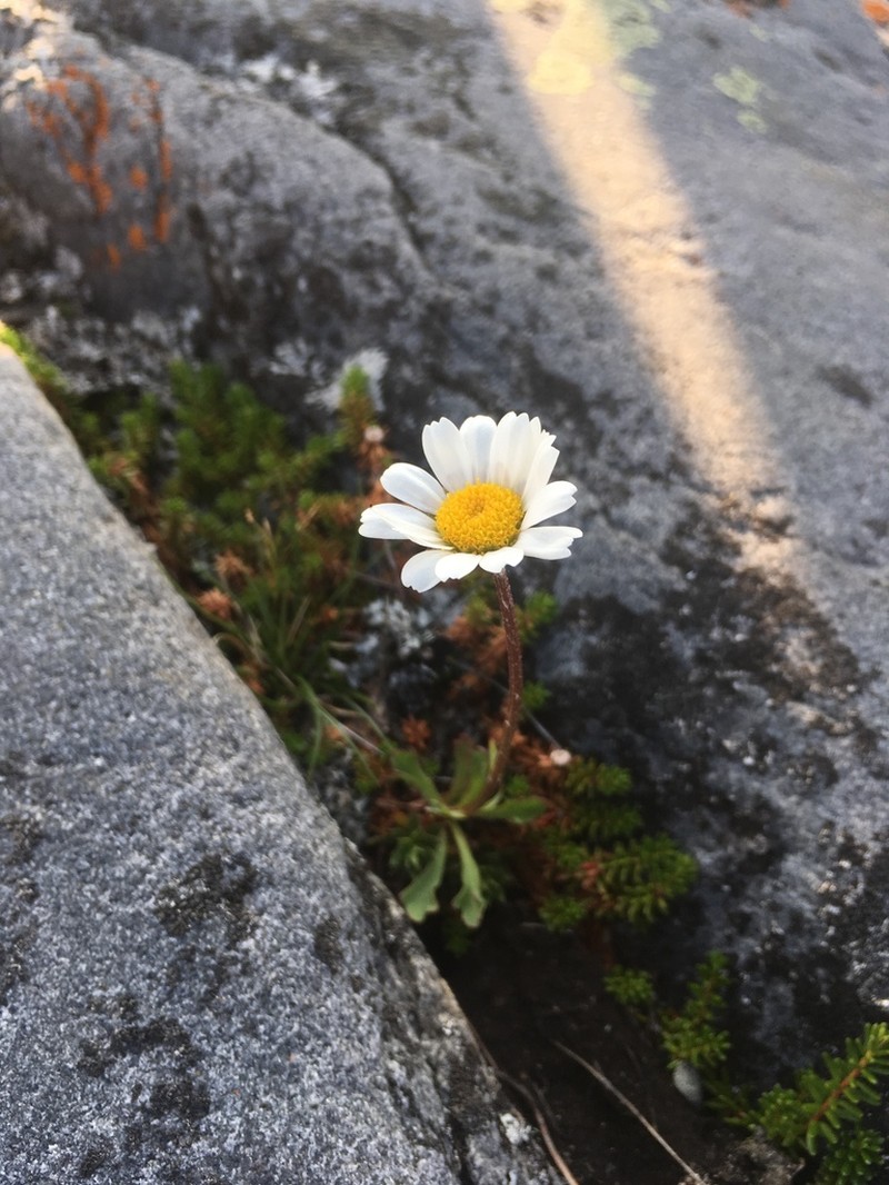 Arctic Daisy photo 6