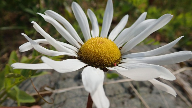 Arctic Daisy photo 7