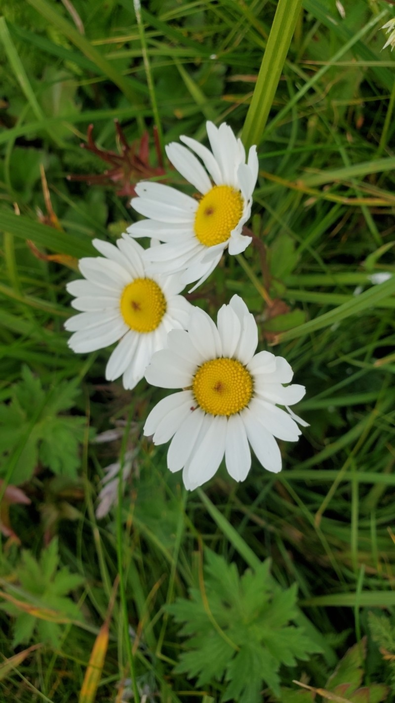 Arctic Daisy photo 8