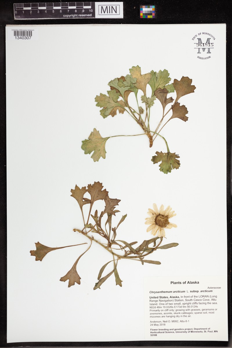 Chrysanthemum arcticum subsp. arcticum