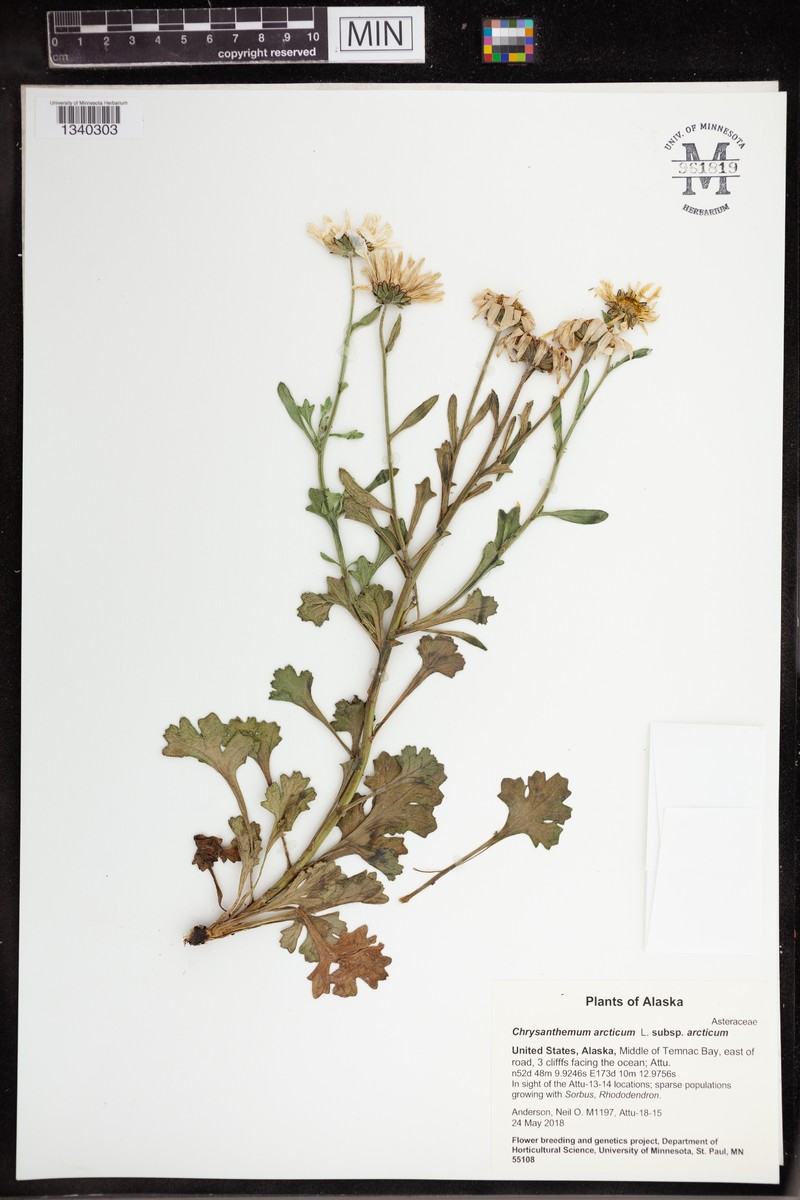 Chrysanthemum arcticum subsp. arcticum photo 2