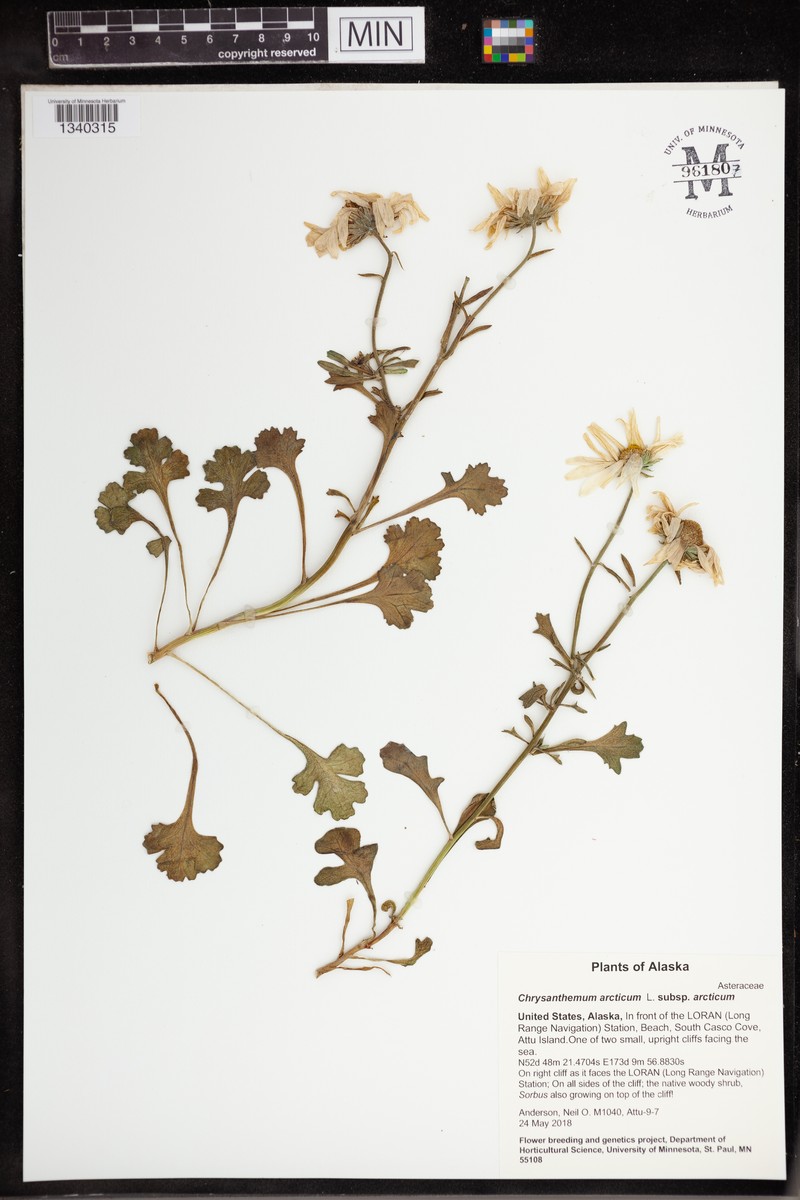 Chrysanthemum arcticum subsp. arcticum photo 3