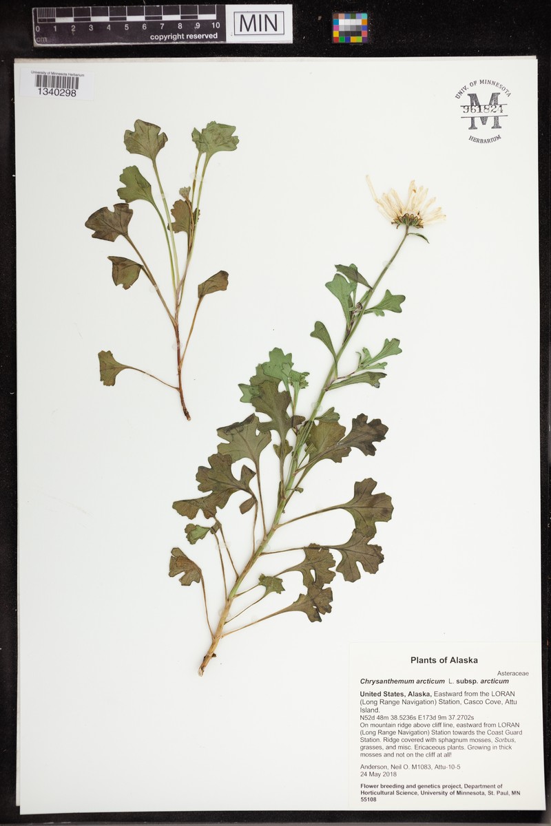 Chrysanthemum arcticum subsp. arcticum photo 4