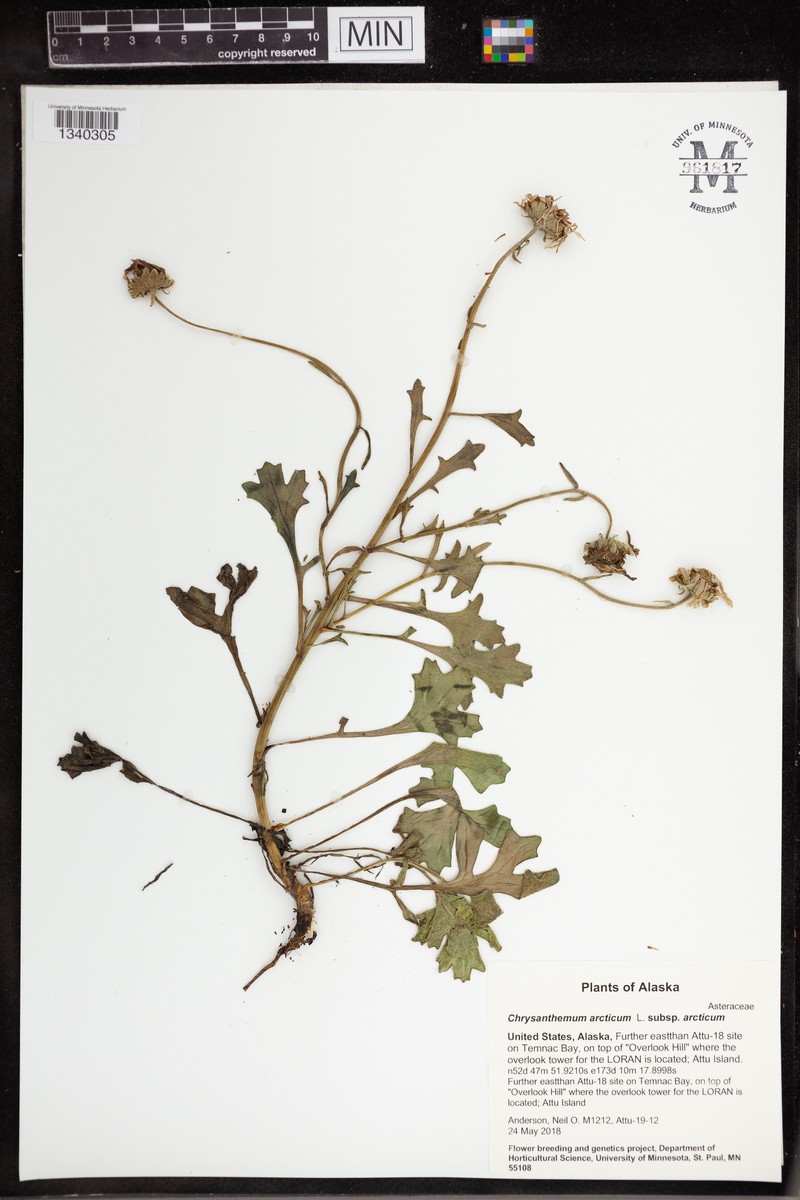 Chrysanthemum arcticum subsp. arcticum photo 5