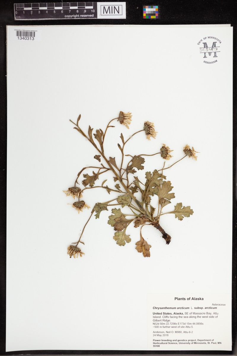 Chrysanthemum arcticum subsp. arcticum photo 6