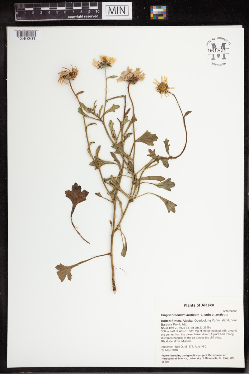 Chrysanthemum arcticum subsp. arcticum photo 7