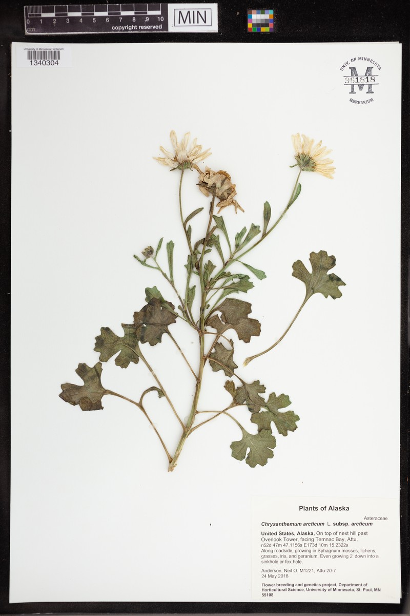 Chrysanthemum arcticum subsp. arcticum photo 8