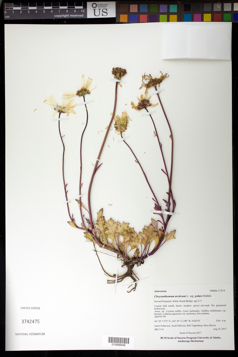 Chrysanthemum arcticum subsp. polare