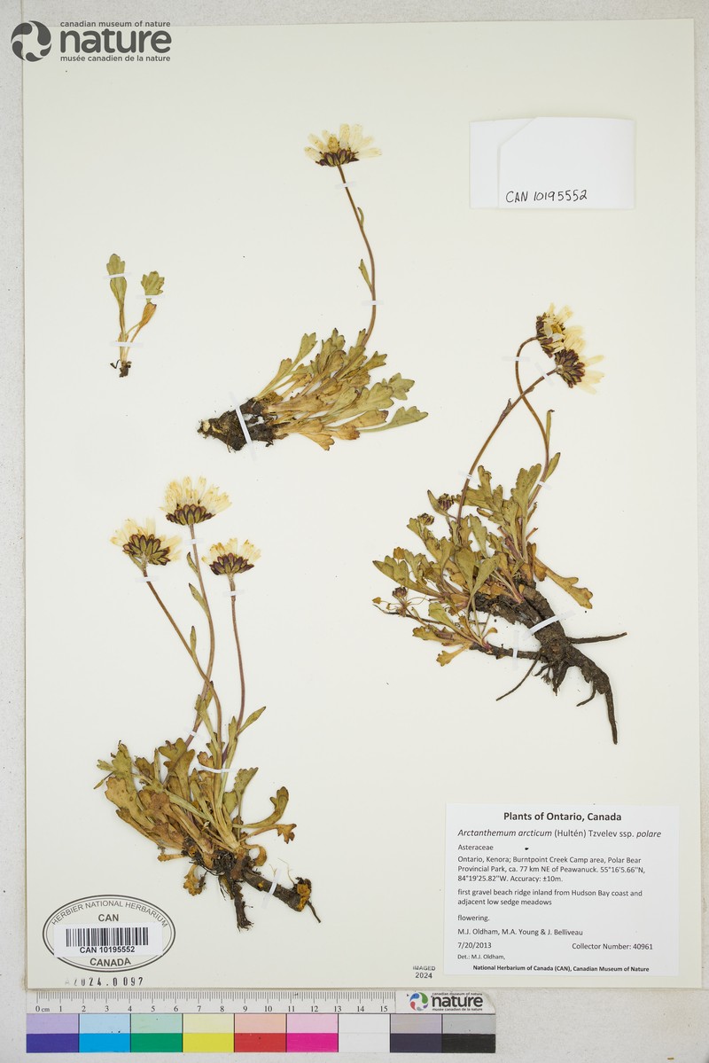 Chrysanthemum arcticum subsp. polare photo 2