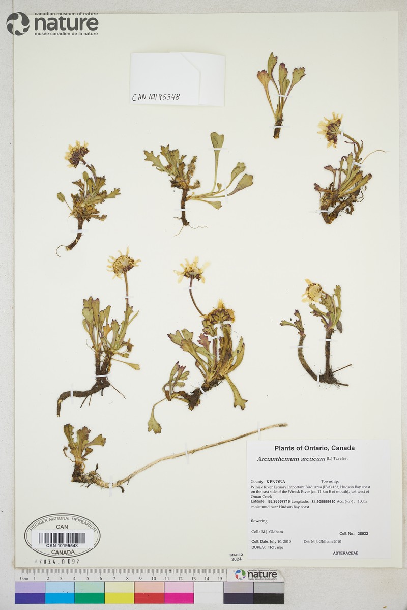 Chrysanthemum arcticum subsp. polare photo 3