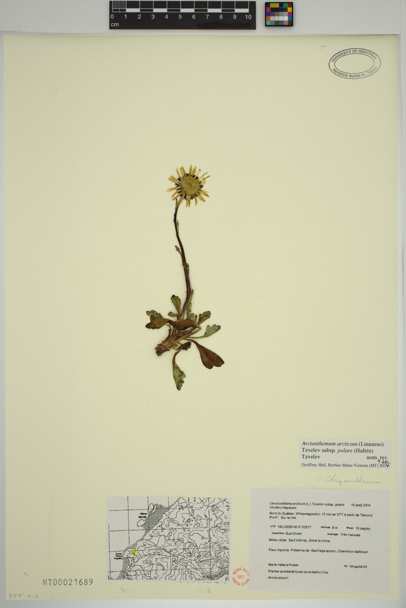 Chrysanthemum arcticum subsp. polare photo 4