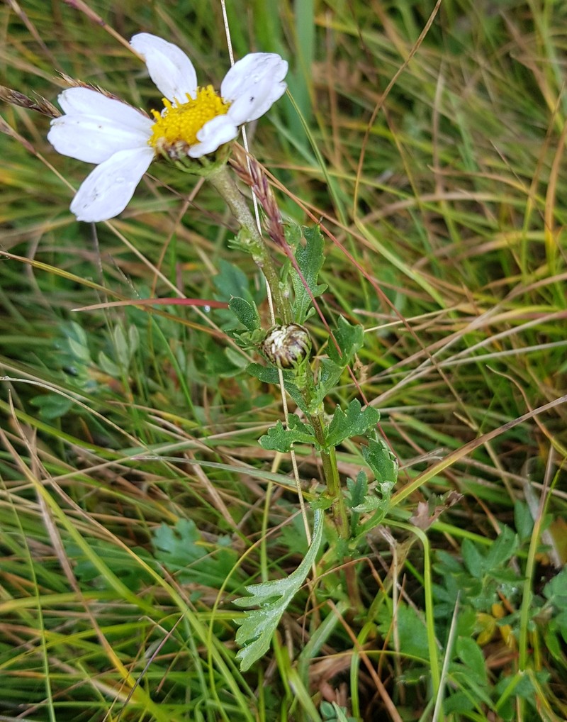Chrysanthemum arcticum subsp. yezoense