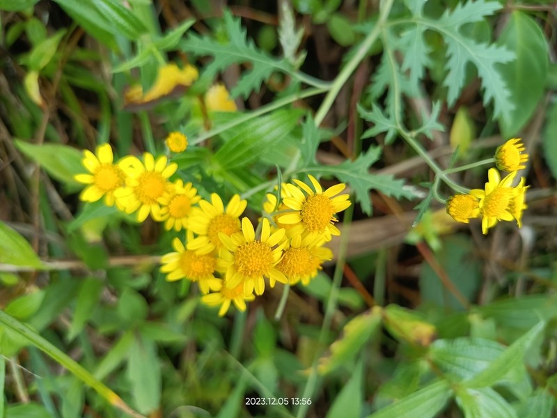 Chrysanthemum arisanense