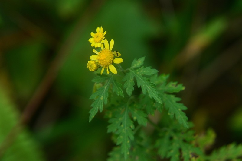 Chrysanthemum arisanense photo 2