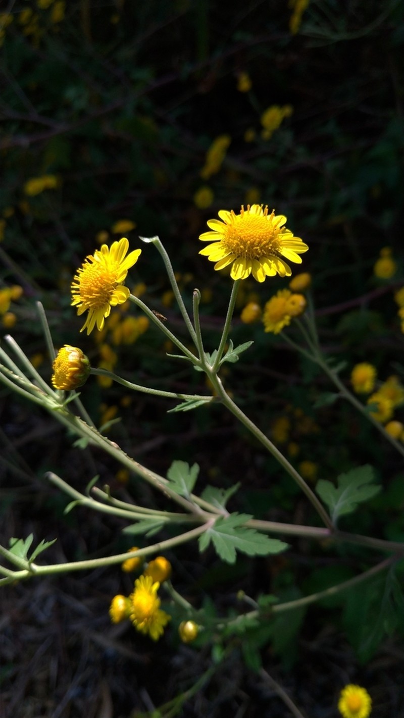 Chrysanthemum arisanense photo 3