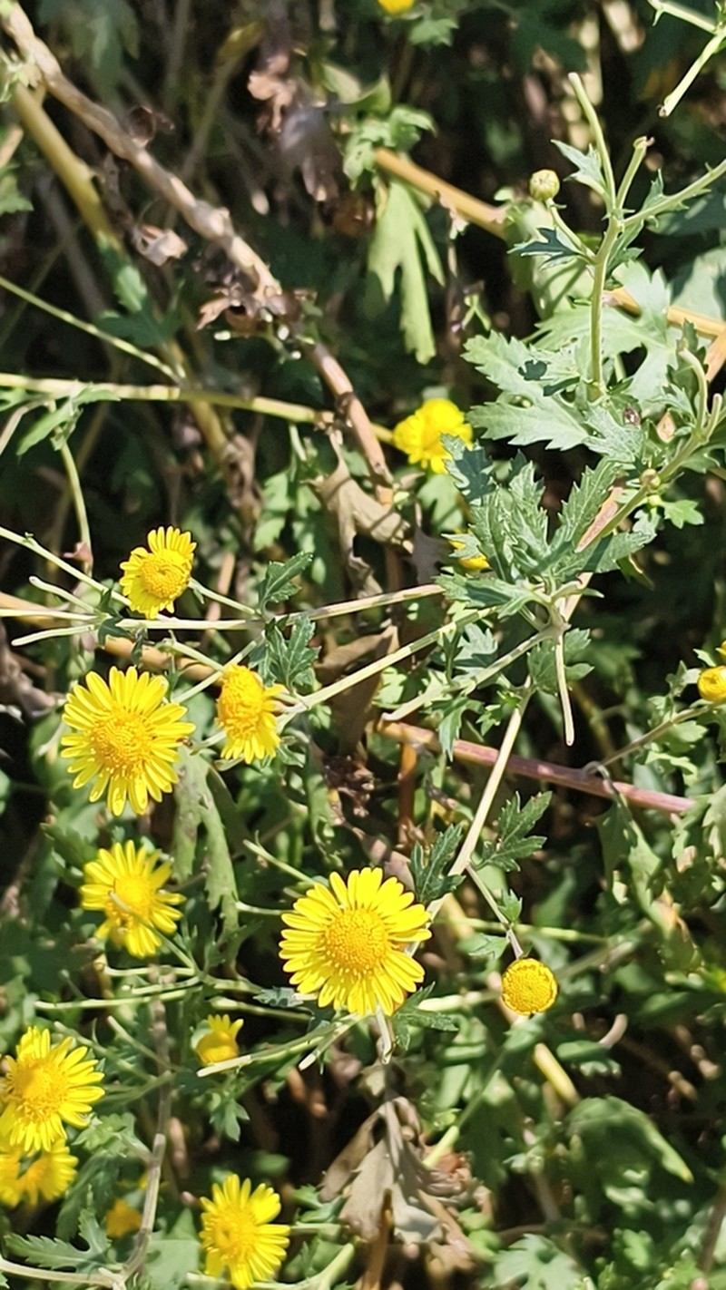 Chrysanthemum arisanense photo 5