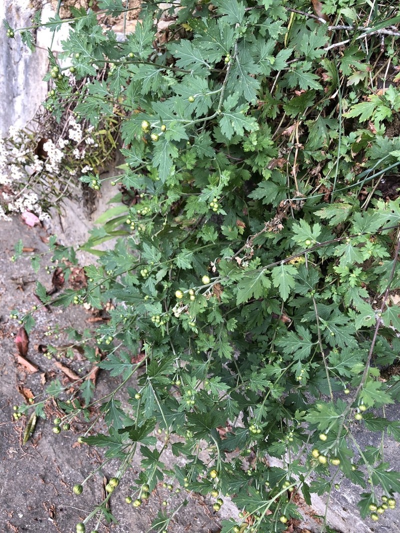 Chrysanthemum arisanense photo 7