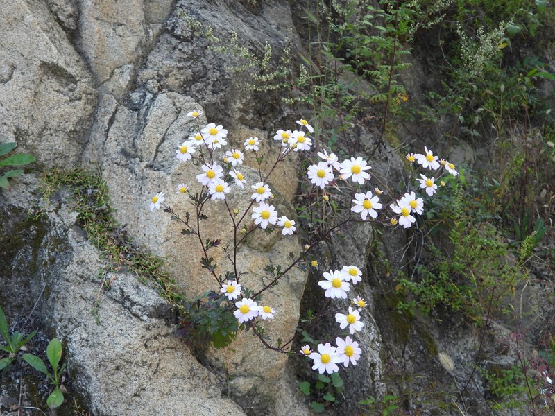 Chrysanthemum chanetii