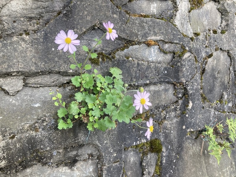 Chrysanthemum chanetii photo 2