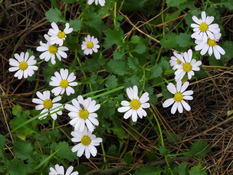 Chrysanthemum chanetii photo 3