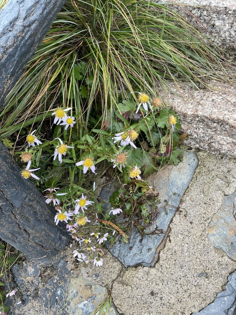 Chrysanthemum chanetii photo 5