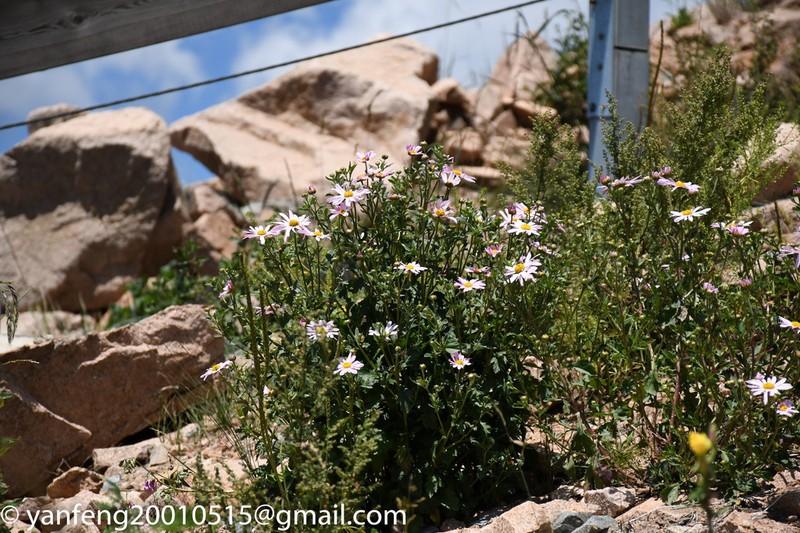 Chrysanthemum chanetii photo 6