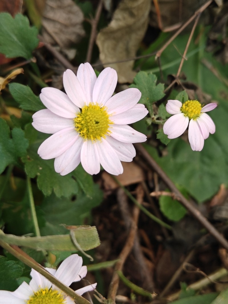 Chrysanthemum chanetii photo 7