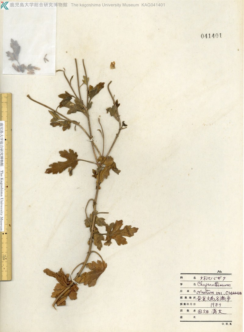 Chrysanthemum crassum photo 2