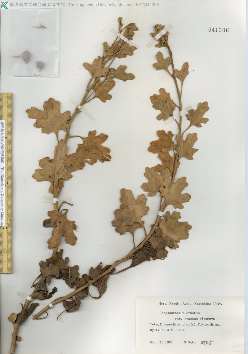 Chrysanthemum crassum photo 4