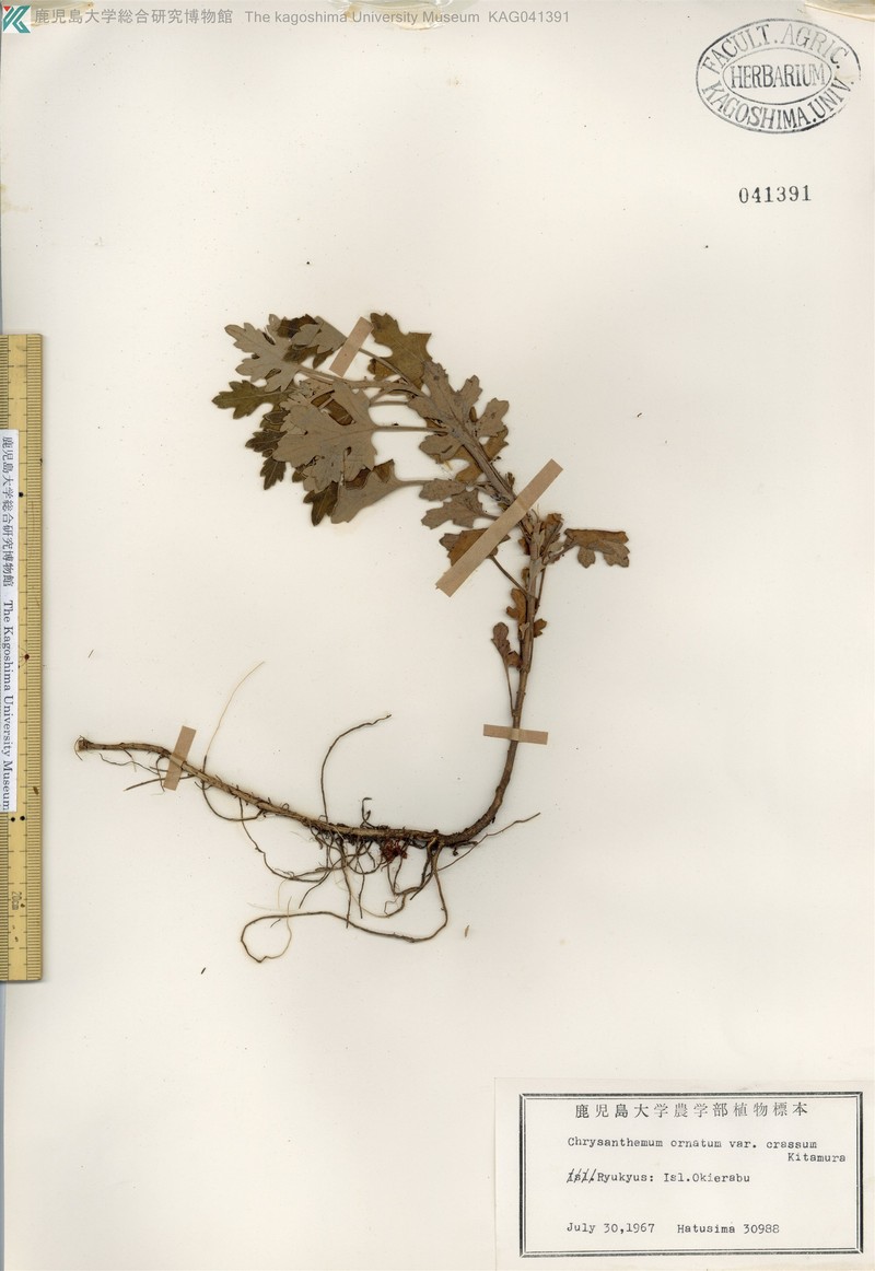 Chrysanthemum crassum photo 5