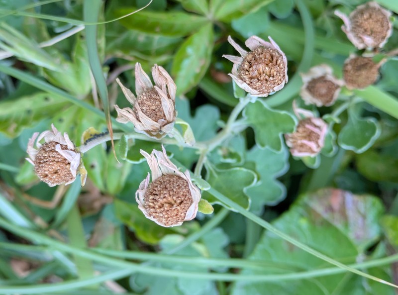 Chrysanthemum crassum
