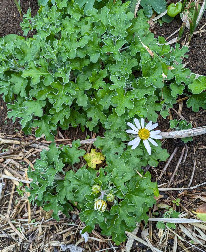 Chrysanthemum crassum photo 6
