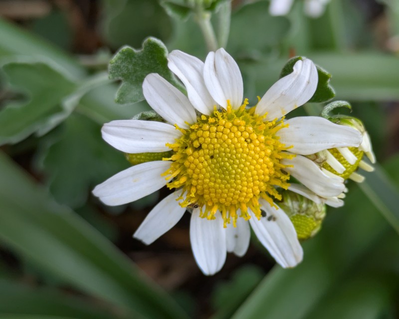 Chrysanthemum crassum photo 7